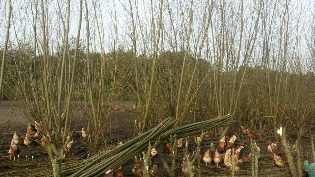 Het wilgentenen-seizoen is begonnen!