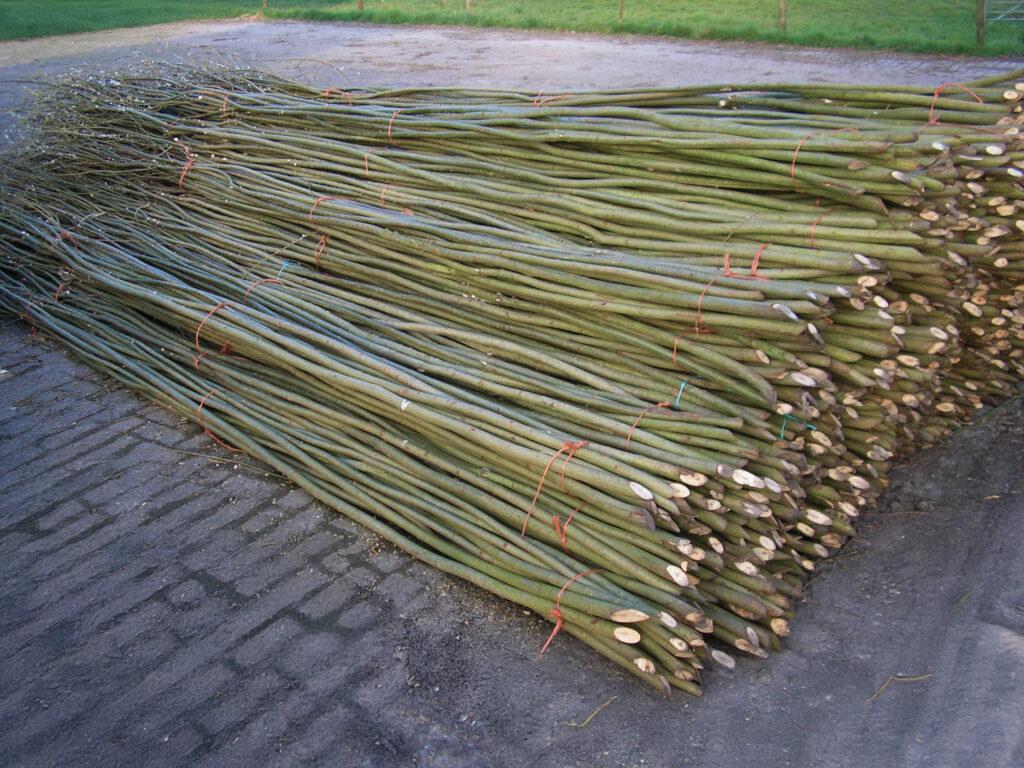 Rechtstreeks uit onze eigen bossen