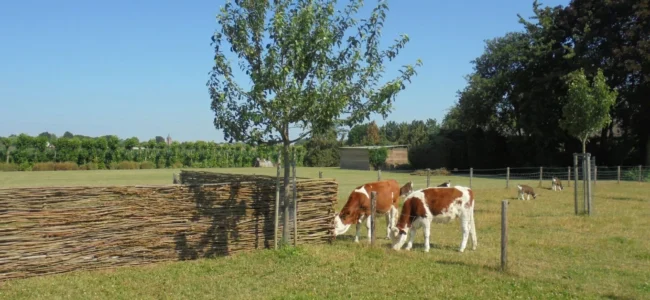 wilhout-wilgentenenschutting (20) wilhout-wilgentenenschutting (20)